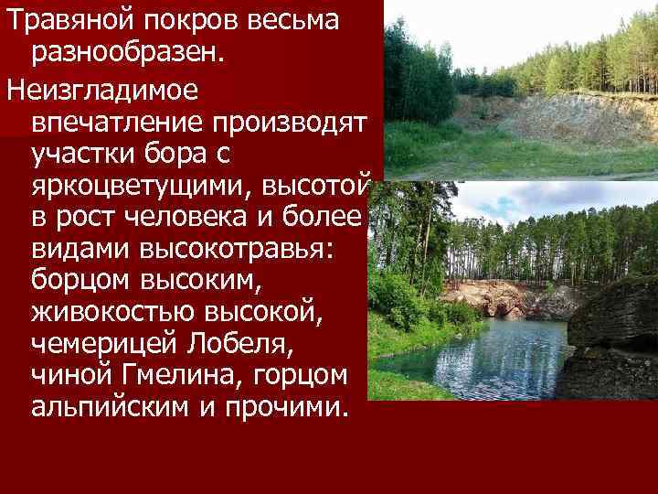 Травяной покров весьма разнообразен. Неизгладимое впечатление производят участки бора с яркоцветущими, высотой в рост