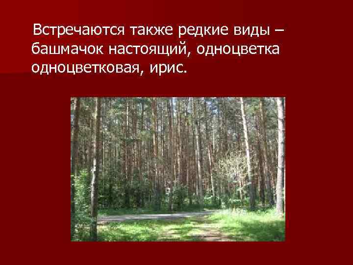 Встречаются также редкие виды – башмачок настоящий, одноцветка одноцветковая, ирис. 