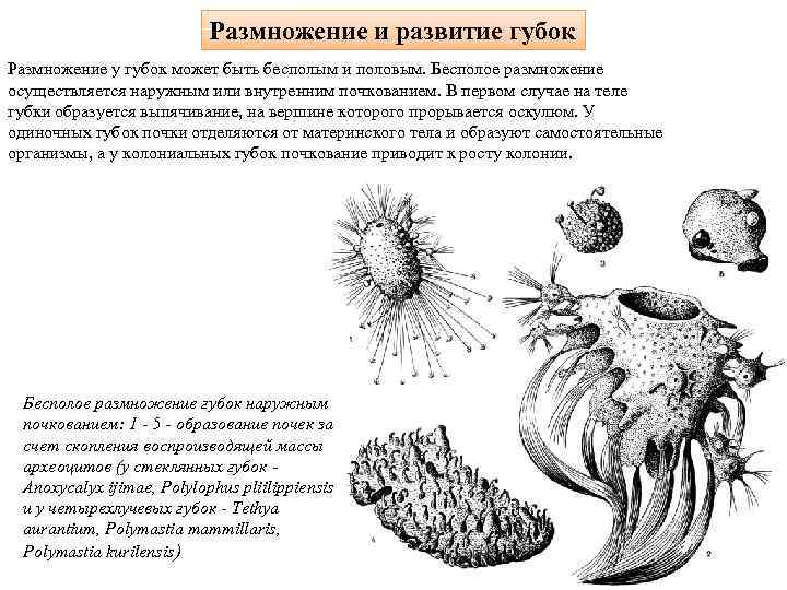 Размножение и развитие губок Размножение у губок может быть бесполым и половым. Бесполое размножение