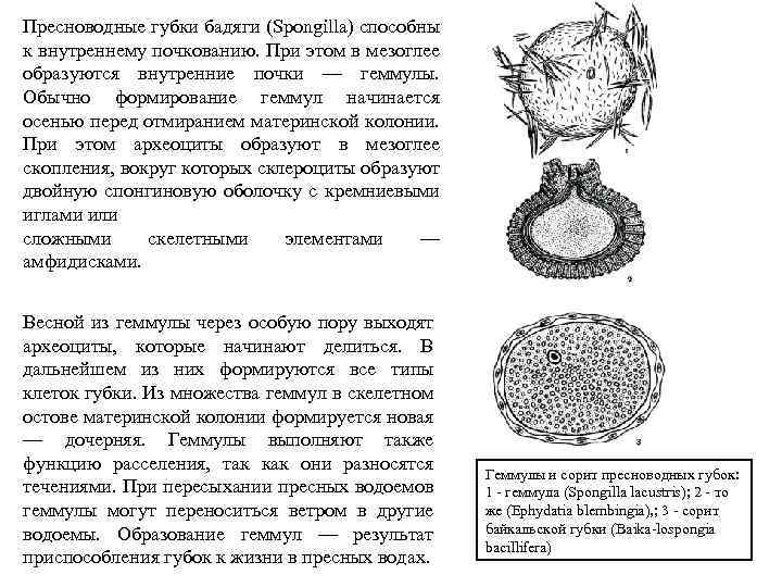 Пресноводные губки бадяги (Spongilla) способны к внутреннему почкованию. При этом в мезоглее образуются внутренние