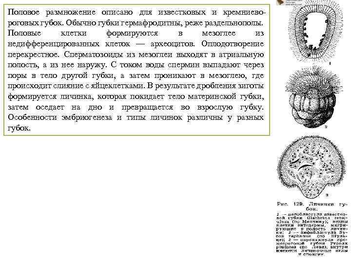 Половое размножение описано для известковых и кремниевороговых губок. Обычно губки гермафродитны, реже раздельнополы. Половые