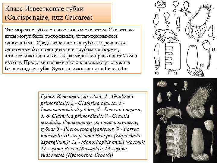 Класс Известковые губки (Calcispongiae, или Calcarea) Это морские губки с известковым скелетом. Скелетные иглы