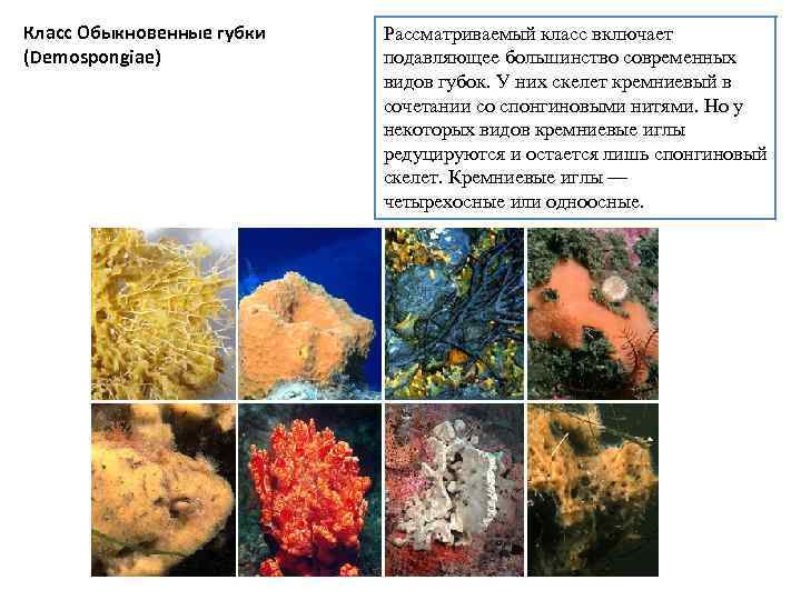 Класс Обыкновенные губки (Demospongiae) Рассматриваемый класс включает подавляющее большинство современных видов губок. У них