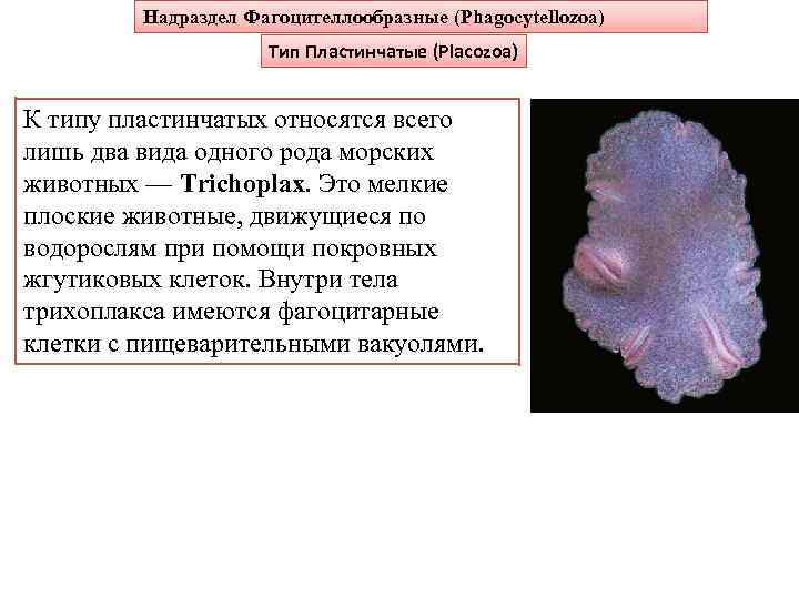 Надраздел Фагоцителлообразные (Phagocytellozoa) Тип Пластинчатые (Placozoa) К типу пластинчатых относятся всего лишь два вида