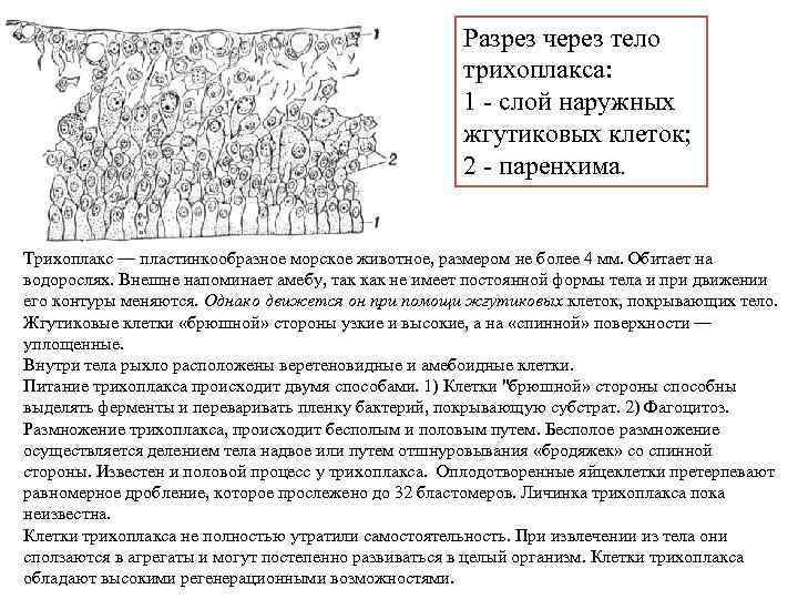 Разрез через тело трихоплакса: 1 - слой наружных жгутиковых клеток; 2 - паренхима. Трихоплакс