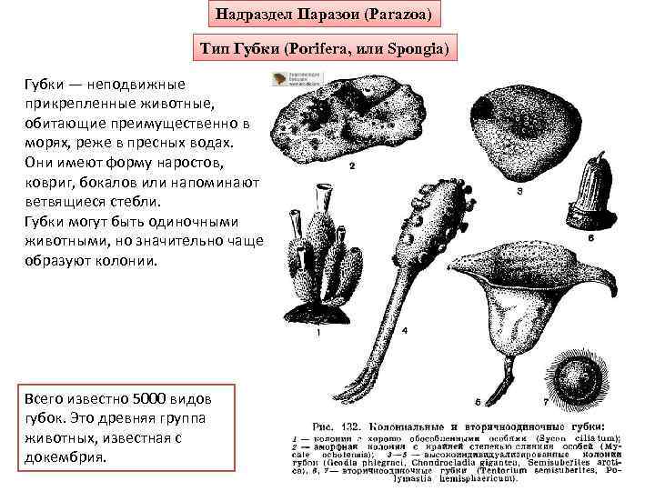 Надраздел Паразои (Parazoa) Тип Губки (Porifera, или Spongia) Губки — неподвижные прикрепленные животные, обитающие