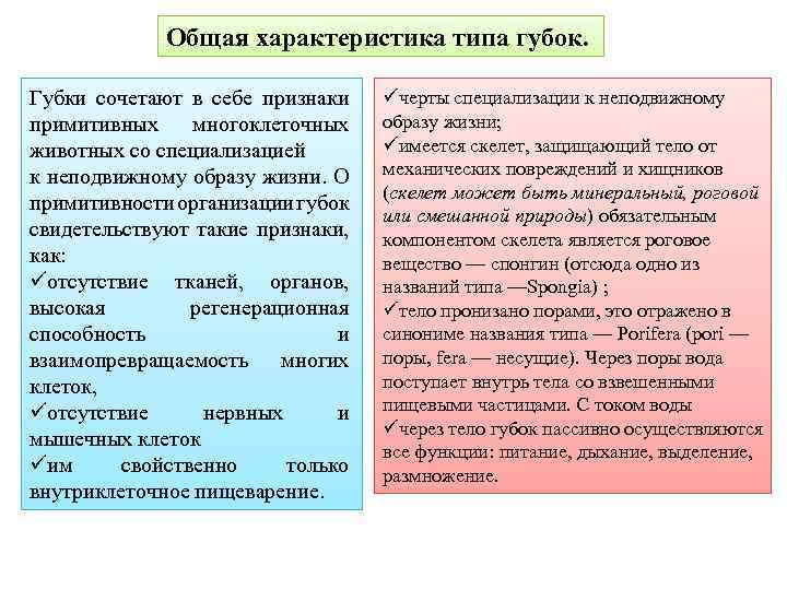 Общая характеристика типа губок. Губки сочетают в себе признаки примитивных многоклеточных животных со специализацией