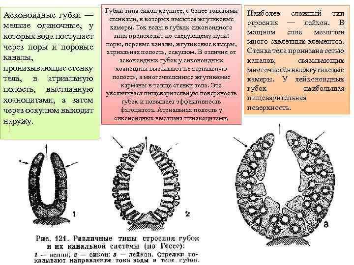 Асконоидные губки — мелкие одиночные, у которых вода поступает через поры и поровые каналы,