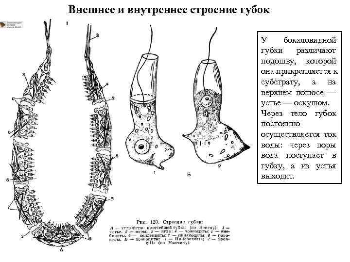 Внешнее и внутреннее строение губок У бокаловидной губки различают подошву, которой она прикрепляется к