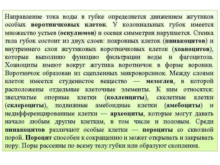 Направление тока воды в губке определяется движением жгутиков особых воротничковых клеток. У колониальных губок