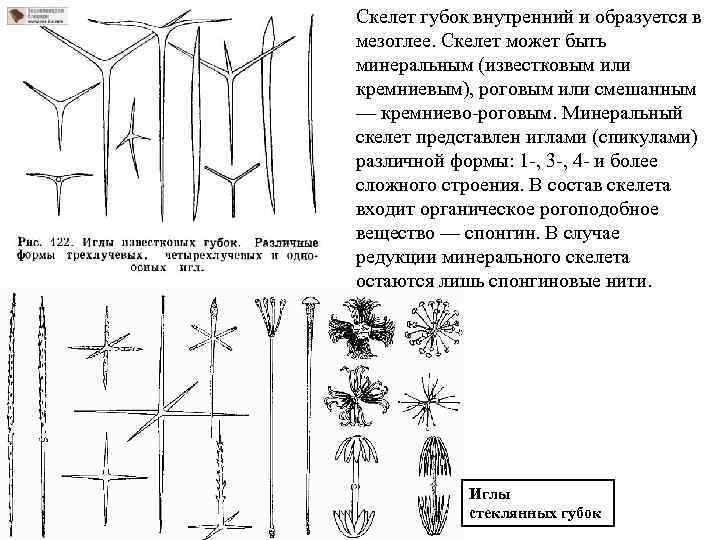 Скелет губок внутренний и образуется в мезоглее. Скелет может быть минеральным (известковым или кремниевым),