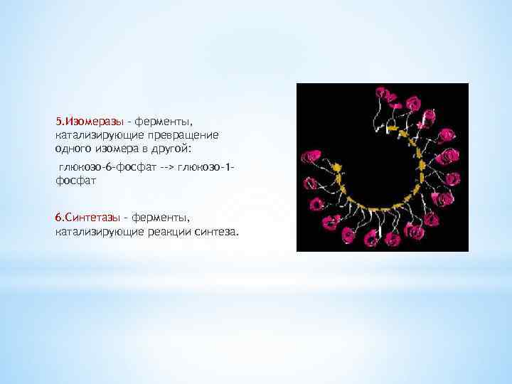 5. Изомеразы - ферменты, катализирующие превращение одного изомера в другой: глюкозо-6 -фосфат --> глюкозо-1