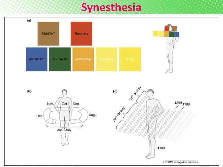 Synesthesia 