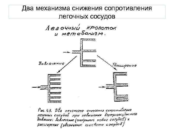 Два механизма снижения сопротивления легочных сосудов 