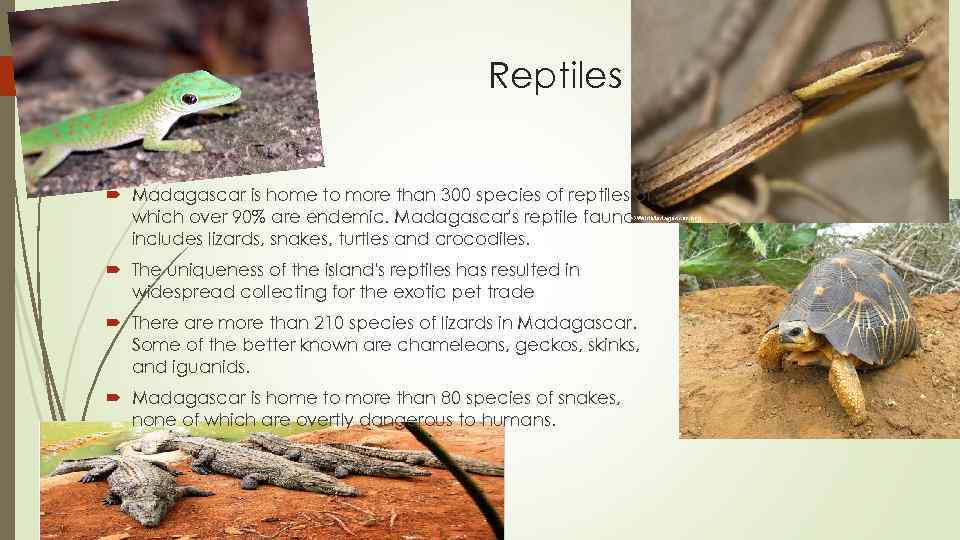 Reptiles Madagascar is home to more than 300 species of reptiles of which over