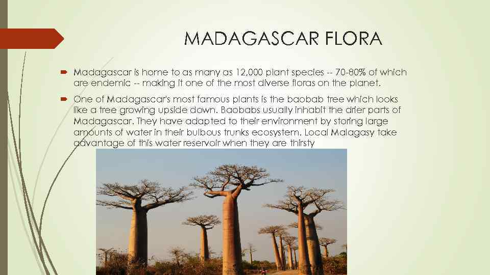MADAGASCAR FLORA Madagascar is home to as many as 12, 000 plant species --