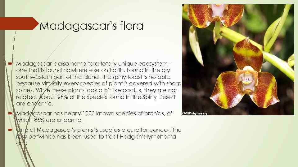 Madagascar's flora Madagascar is also home to a totally unique ecosystem -one that is