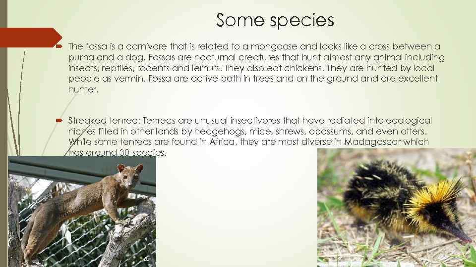 Some species The fossa is a carnivore that is related to a mongoose and