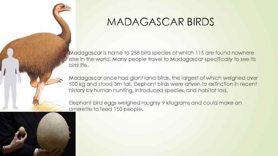 MADAGASCAR BIRDS Madagascar is home to 258 bird species of which 115 are found