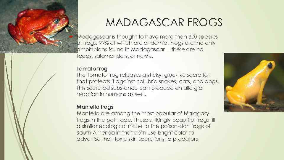 MADAGASCAR FROGS Madagascar is thought to have more than 300 species of frogs, 99%