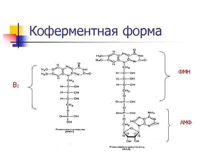 Коферментная функция витаминов группы в схема