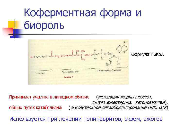 Коферментная форма и биороль Формула HSKo. A Принимает участие в липидном обмене общих путях