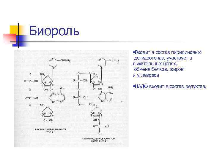 Биороль • Входит в состав пиридиновых дегидрогеназ, участвует в дыхательных цепях, обмене белков, жиров