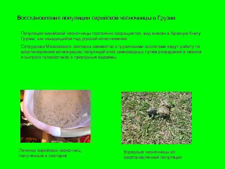 Восстановление популяции сирийской чесночницы в Грузии Популяция сирийской чесночницы постоянно сокращается, вид внесен в