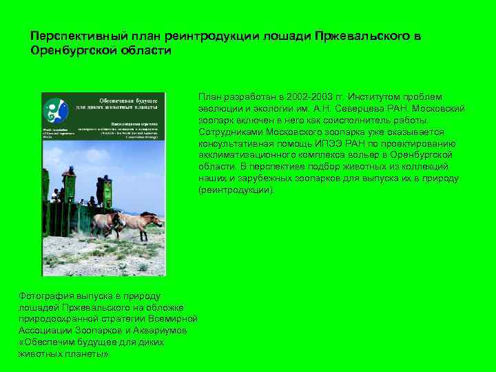 Перспективный план реинтродукции лошади Пржевальского в Оренбургской области План разработан в 2002 -2003 гг.