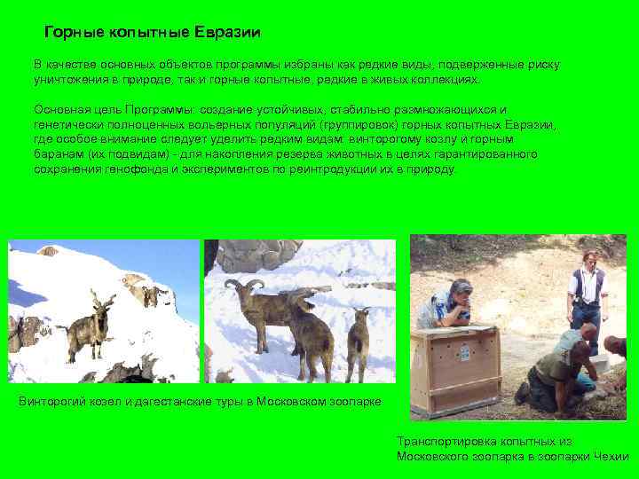 Горные копытные Евразии В качестве основных объектов программы избраны как редкие виды, подверженные риску