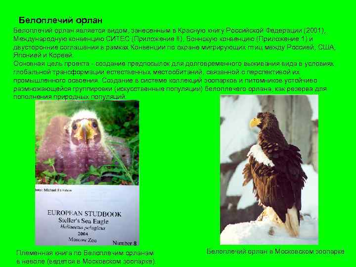 Белоплечий орлан является видом, занесенным в Красную книгу Российской Федерации (2001), Международную конвенцию СИТЕС