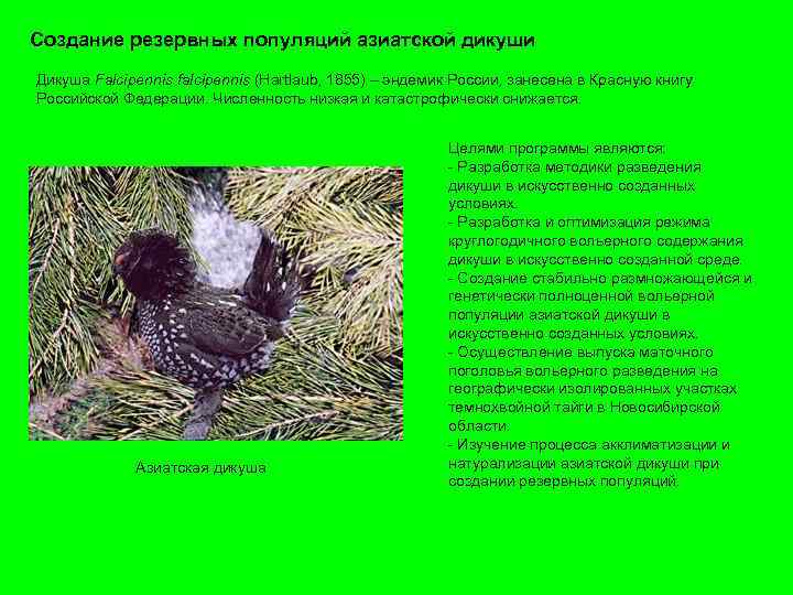 Создание резервных популяций азиатской дикуши Дикуша Falcipennis falcipennis (Hartlaub, 1855) – эндемик России, занесена