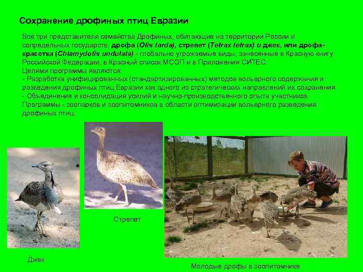 Сохранение дрофиных птиц Евразии Все три представителя семейства Дрофиных, обитающие на территории России и