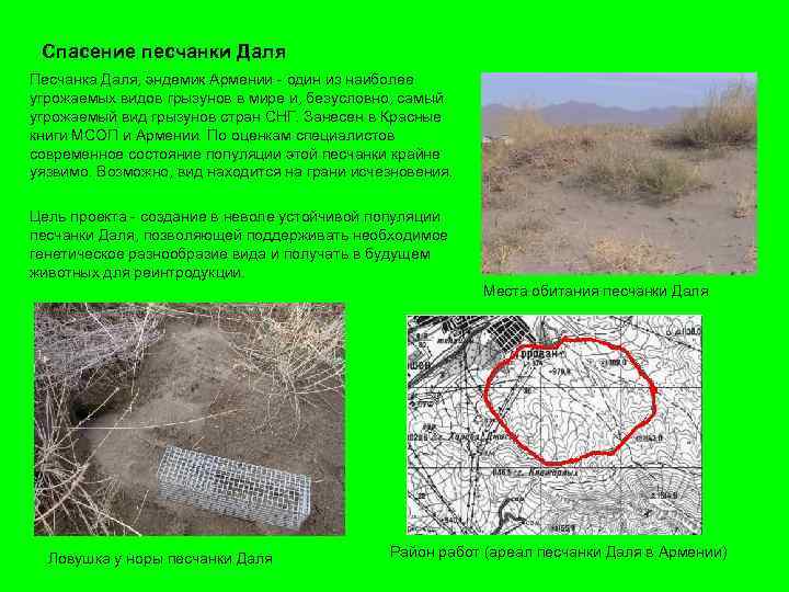 Спасение песчанки Даля Песчанка Даля, эндемик Армении - один из наиболее угрожаемых видов грызунов