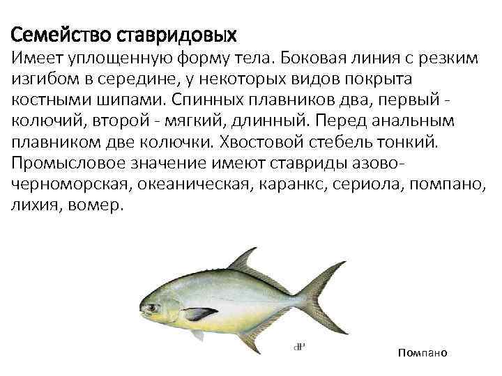 Семейство ставридовых Имеет уплощенную форму тела. Боковая линия с резким изгибом в середине, у