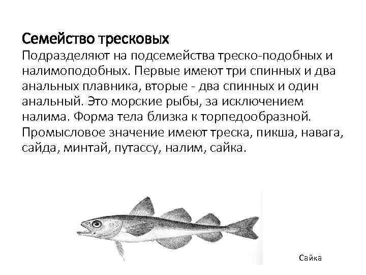 Семейство тресковых Подразделяют на подсемейства треско-подобных и налимоподобных. Первые имеют три спинных и два