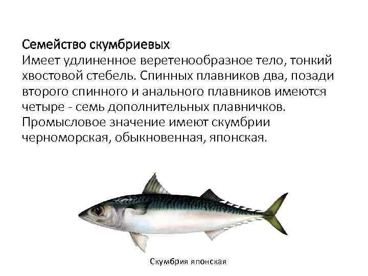 Семейство скумбриевых Имеет удлиненное веретенообразное тело, тонкий хвостовой стебель. Спинных плавников два, позади второго