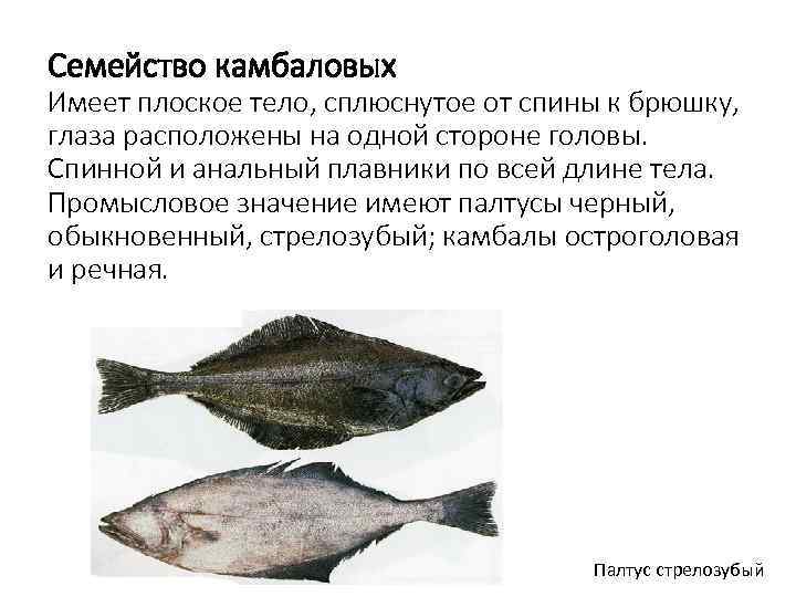 Семейство камбаловых Имеет плоское тело, сплюснутое от спины к брюшку, глаза расположены на одной