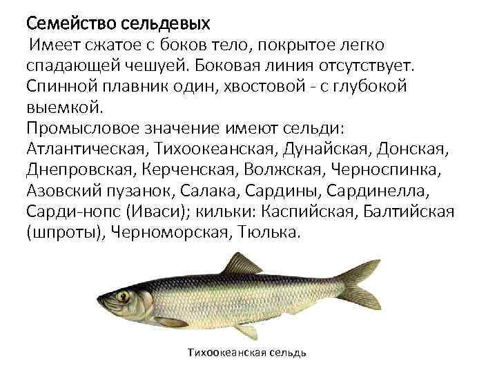 Семейство сельдевых Имеет сжатое с боков тело, покрытое легко спадающей чешуей. Боковая линия отсутствует.