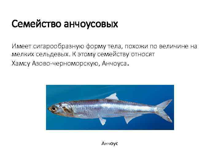 Семейство анчоусовых Имеет сигарообразную форму тела, похожи по величине на мелких сельдевых. К этому