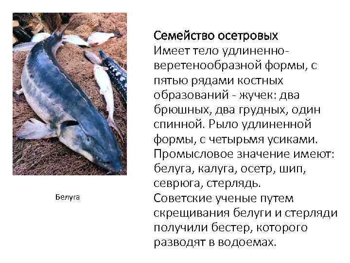Белуга Семейство осетровых Имеет тело удлиненноверетенообразной формы, с пятью рядами костных образований - жучек:
