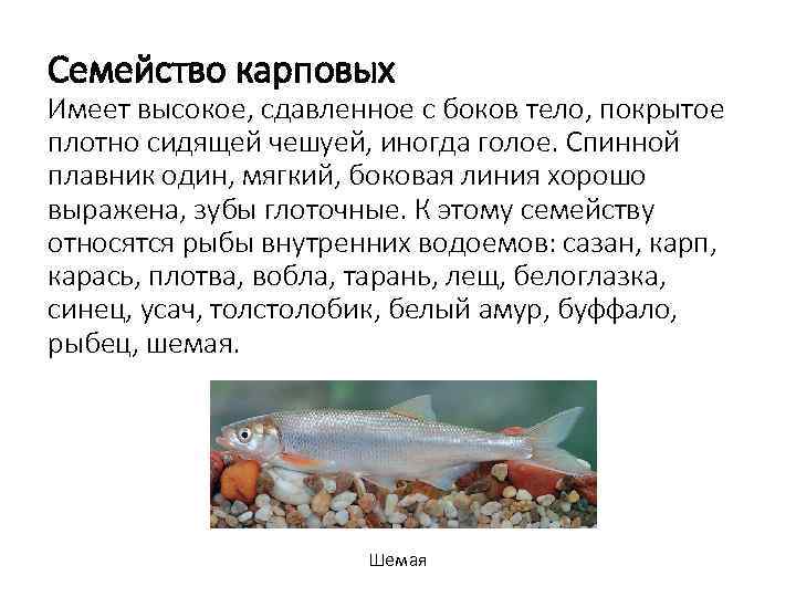 Семейство карповых Имеет высокое, сдавленное с боков тело, покрытое плотно сидящей чешуей, иногда голое.