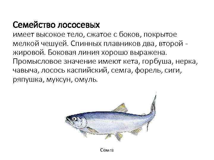 Семейство лососевых имеет высокое тело, сжатое с боков, покрытое мелкой чешуей. Спинных плавников два,