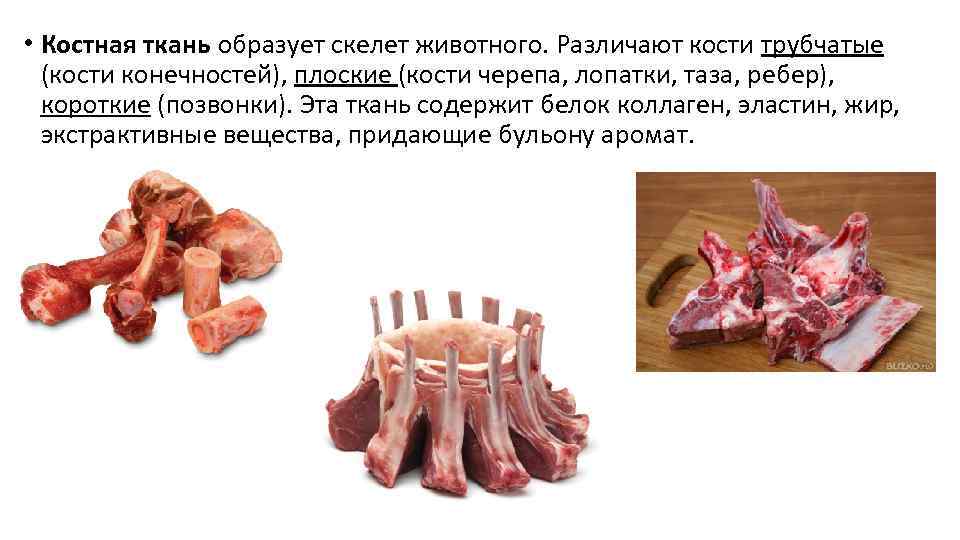  • Костная ткань образует скелет животного. Различают кости трубчатые (кости конечностей), плоские (кости