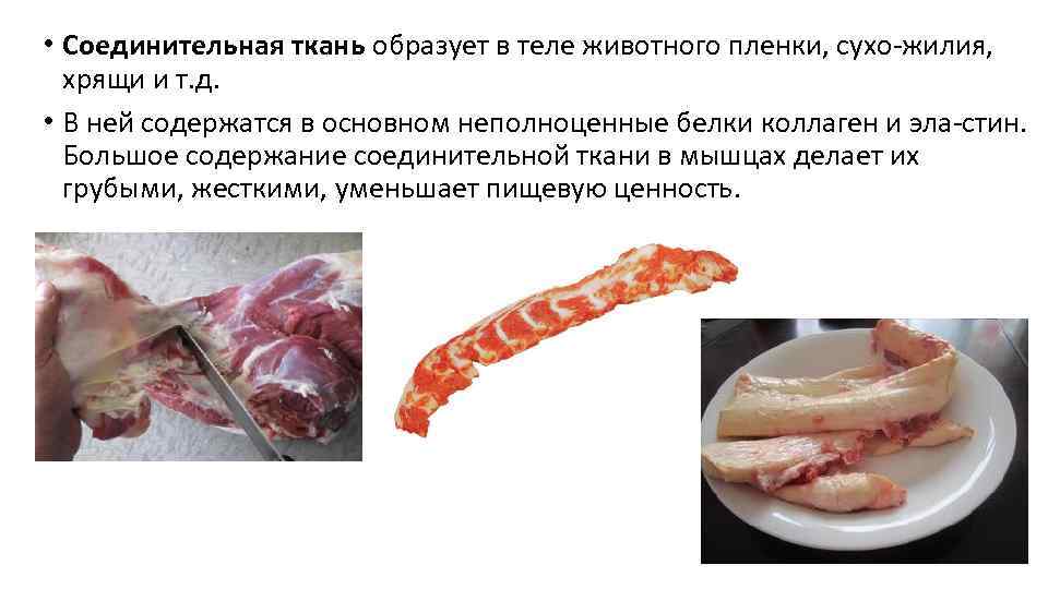  • Соединительная ткань образует в теле животного пленки, сухо жилия, хрящи и т.