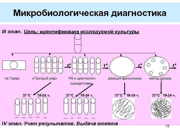 Микробиологическая диагностика III этап. Цель: идентификация исследуемой культуры t по Граму «Пестрый ряд» РА