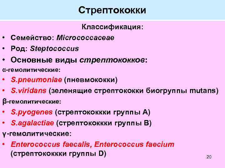 Стрептококки Классификация: • Семейство: Micrococcaceae • Род: Steptococcus • Основные виды стрептококков: α-гемолитические: •