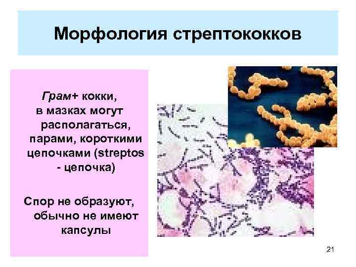 Морфология стрептококков Грам+ кокки, в мазках могут располагаться, парами, короткими цепочками (streptos - цепочка)