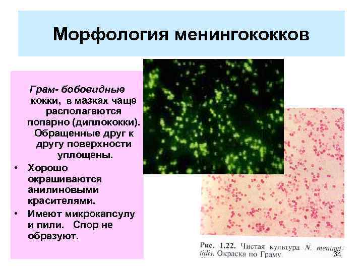 Морфология менингококков Грам- бобовидные кокки, в мазках чаще располагаются попарно (диплококки). Обращенные друг к