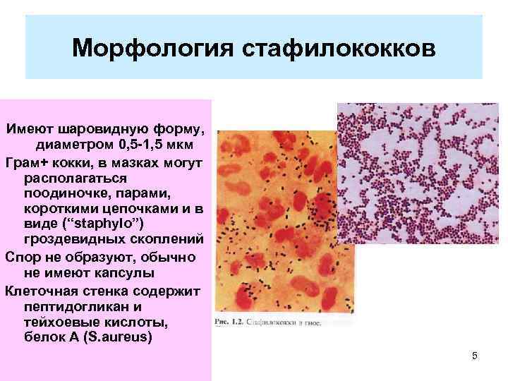 Морфология стафилококков Имеют шаровидную форму, диаметром 0, 5 -1, 5 мкм Грам+ кокки, в